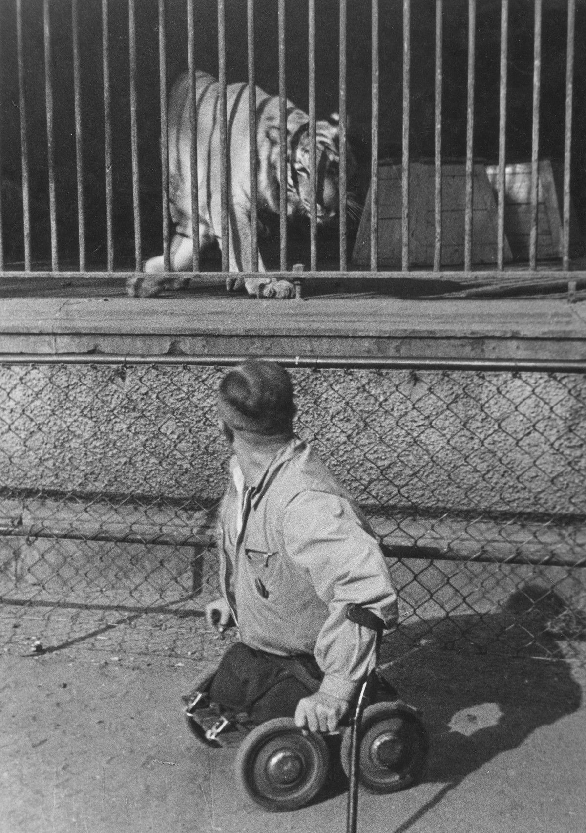 Ein Mann auf einem Rollbrett vor dem Käfig eines Tigers — Fotografie von Elisabeth Hase